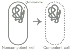 سلول مستعد باکتری (Competent Cell)