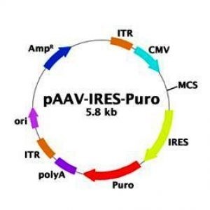 (pBON-AAV-IRES-puro (Expression Vector