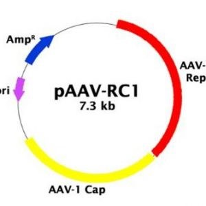 pBON-AAV-RC1