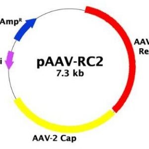 pBON-AAV-RC2