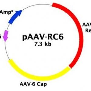 pBON-AAV-RC6