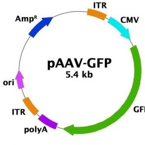 (pBON-AAV-GFP (Control Vector
