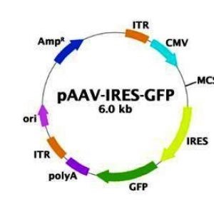 (pBON-AAV-IRES-GFP (Expression Vector