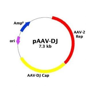 pBON-AAV-DJ