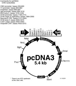 pcDNA3